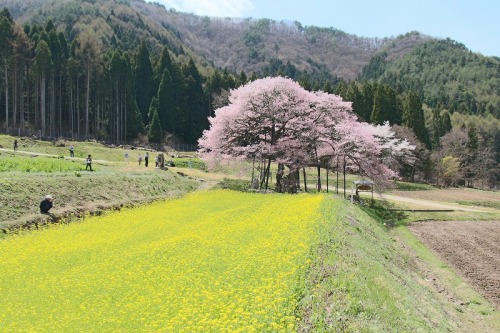 42215高山村黒部のエドヒガン桜と菜の花.jpg