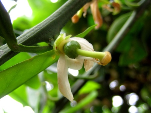 ミカンの花の続編です ウォーキングの途中で別のミカンの花を見つけ ミカンの花からミカンの実が成長してくる様子がわかりました しろうと自然科学者の自然観察日記 楽天ブログ