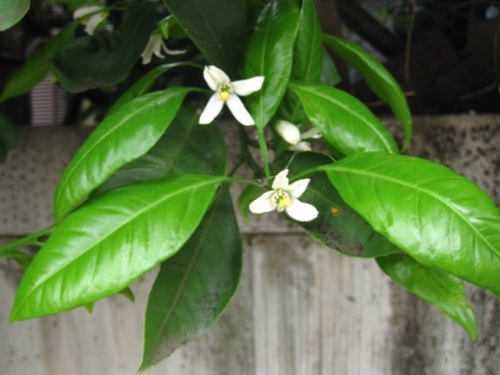 甘い香りに誘われて近づいて見ると ベニバナトチノキの花とミカンの花が咲いていました しろうと自然科学者の自然観察日記 楽天ブログ