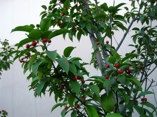 ソヨゴ 冬青 の赤い実が 青々とした葉のなかで目立っています ソヨゴの名は 風に葉がそよぐ木 風が吹くと葉がこすれる音がすることに由来するそうです しろうと自然科学者の自然観察日記 楽天ブログ