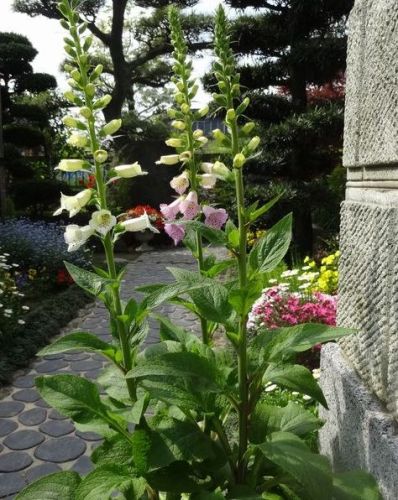 ジギタリス開花 オオベニウツギの鉢植えも 午後のひとりごと 楽天ブログ