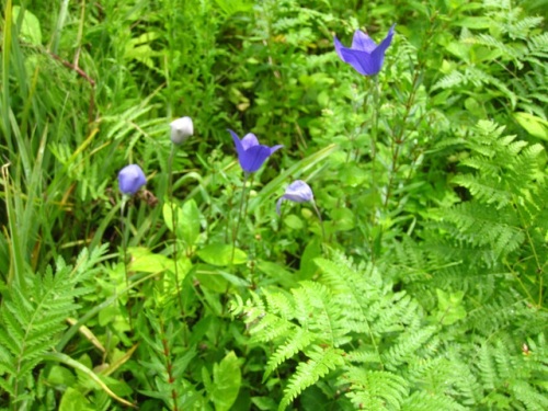 キキョウ 裏磐梯での自然観察 その9 キキョウ科の植物は雌雄同花ですが 雄性先熟という自家受粉を避ける仕組みになっています しろうと自然科学者の自然観察日記 楽天ブログ