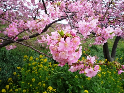 河津桜と菜の花.JPG