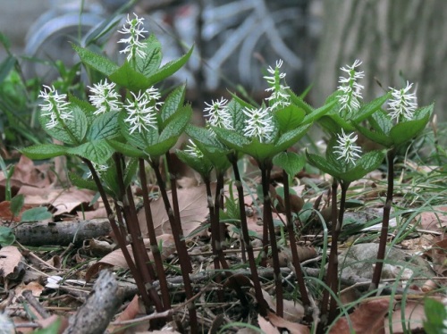 ヒトリシズカの花が満開の時期になりました 茎の先に1本の穂状花序を出し ブラシ状の小さな白い花をつけます 白いブラシ状に見えるのは 雄蕊 花糸 です しろうと自然科学者の自然観察日記 楽天ブログ