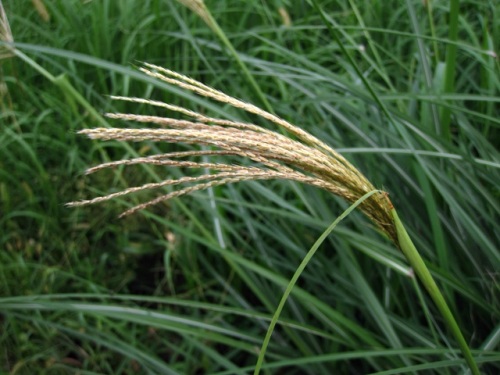 ススキの穂が目立つ季節になり 花を観察しました ススキの花言葉に 秋風に想いを乗せて というのがあり 秋風に揺れる白いススキの穂を表しているようで共感できます しろうと自然科学者の自然観察日記 楽天ブログ