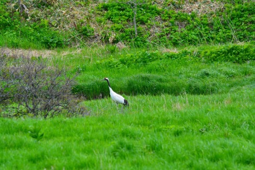 DSC_0036.jpg