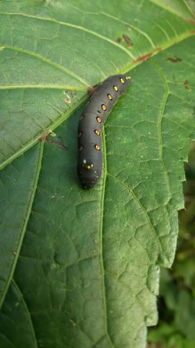 キモかわいい 芋虫 竹富島に住みたいなぁ 楽天ブログ