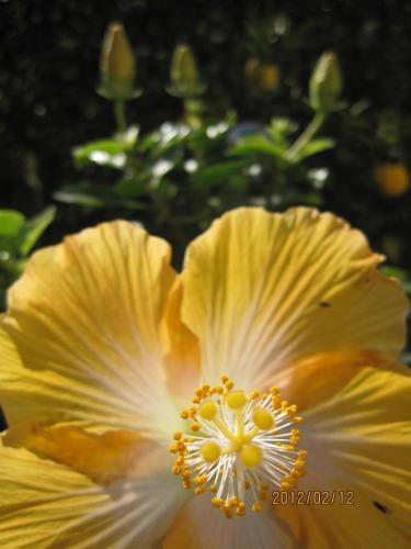 花びらの数理 想い出は心の宝石箱に 楽天ブログ