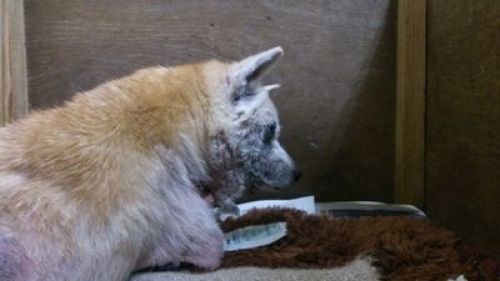 Hpが移転します 老犬ホーム 運営日記 楽天ブログ