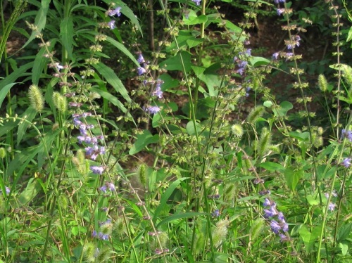 アキノタムラソウの名前の由来が 秋の草原に花穂を群れ咲かせていることや 紫色の花をたくさんつけていることに由来するというのは納得できる気がします しろうと自然科学者の自然観察日記 楽天ブログ