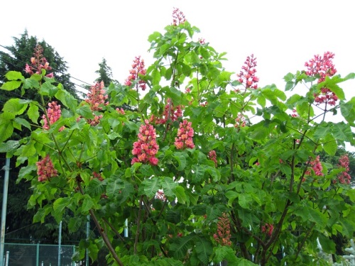 ベニバナトチノキの花が咲き あたりに甘い香りが広がっています 昨年確認できなかった雄花と両性花を確認でき 蜜標についても知ることができました しろうと自然科学者の自然観察日記 楽天ブログ