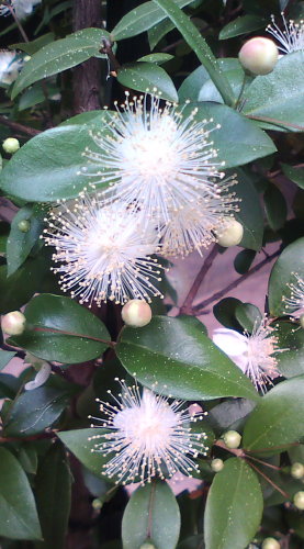 実家のシューマンの ミルテの花 が咲きました 花言葉は 愛 モエ フラとエアロとジョギングのハートな生活 楽天ブログ
