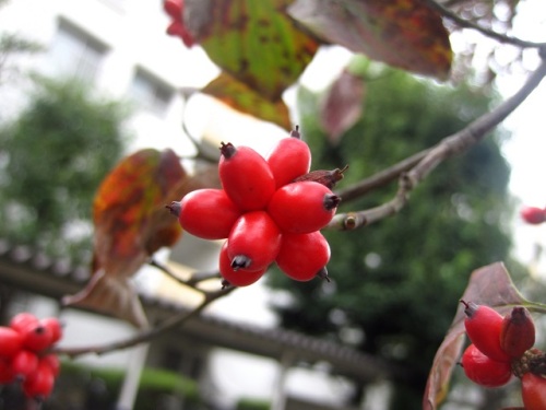 ハナミズキの赤い実が目立つ季節になりました 実の先端に小さな萼や雌蕊花柱が残っているので ハナミズキの赤い実ができるまでを振り返ってみました しろうと自然科学者の自然観察日記 楽天ブログ