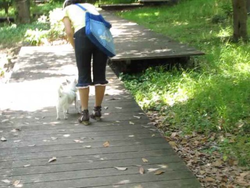 うちでは犬は飼えません よこはまばあれい 楽天ブログ