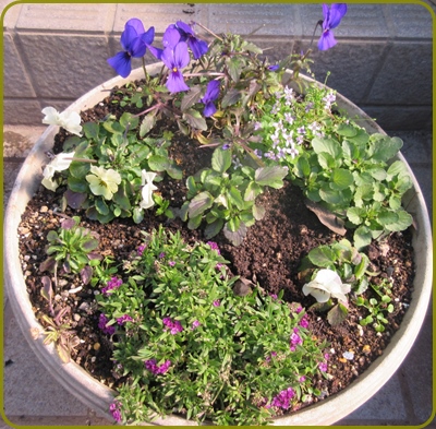 ビオラの挿し木を植え替えて ペチュニアの種まき 狭い庭を花いっぱいにする育て方 楽天ブログ