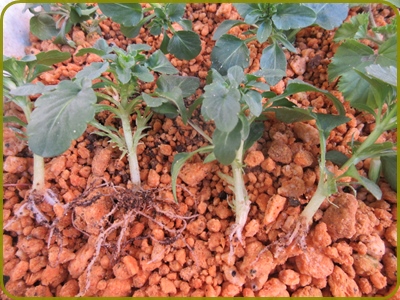 ビオラの挿し木を植え替えて ペチュニアの種まき 狭い庭を花いっぱいにする育て方 楽天ブログ