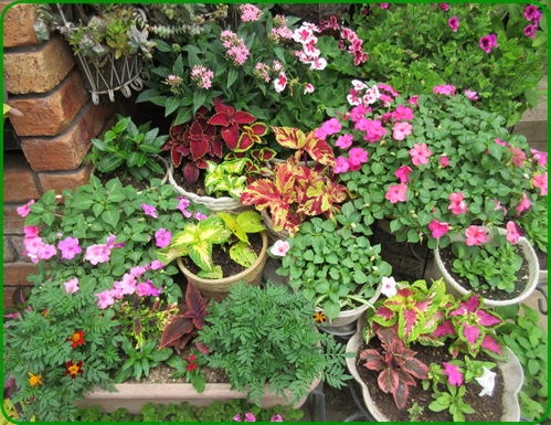 インパチェンスの切り戻し方と育て方 狭い庭を花いっぱいにする育て方 楽天ブログ