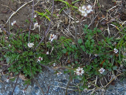 ミチタネツケバナの花をたくさん見かけるようになりました 道端の雑草の世界は 春真っ盛りです しろうと自然科学者の自然観察日記 楽天ブログ