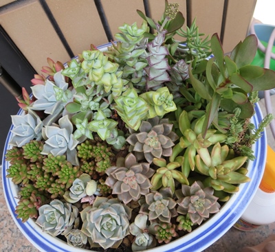 多肉植物の可愛い寄せ植えを作りました 狭い庭を花いっぱいにする育て方 楽天ブログ