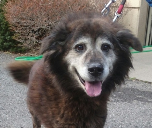 埼玉県毛呂山町で保護 大型犬雑種 シニアのオス 黒茶色 飼い主さんを探しています クラりん カナたん日記 楽天ブログ