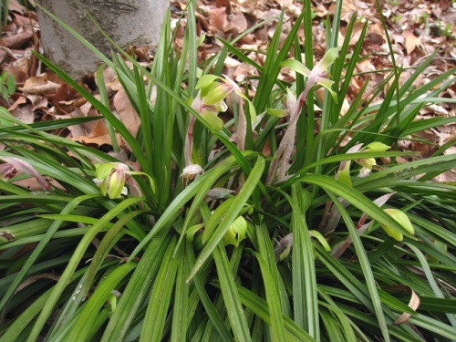 ラン科の植物の花のつくりを比較してみました 共通性とともに それぞれの唇弁の独特な形に注目してみてください しろうと自然科学者の自然観察日記 楽天ブログ