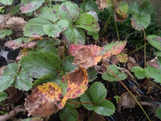 イチゴの苗は肥料やけしやすい 今年はイチゴの3条植えを試してみる 家庭菜園デザインノート 楽天ブログ