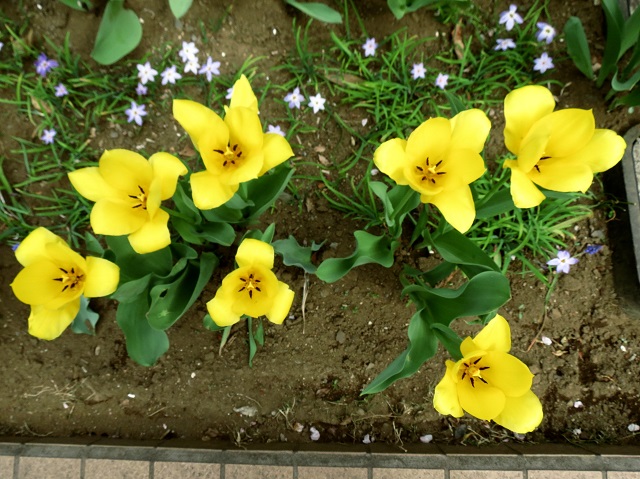 庭の花5.JPG