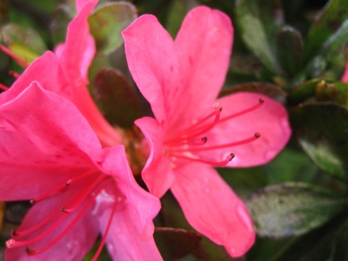 ツツジの返り咲きの花を見つけました 返り咲きは 小春日和で晴れて気温が高い時期 台風で葉が落ちた時などに起こる現象のようです しろうと自然科学者の自然観察日記 楽天ブログ