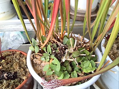サラセニアを剪定 僕の食虫植物日記 楽天ブログ