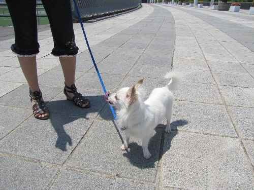 うちでは犬は飼えません よこはまばあれい 楽天ブログ