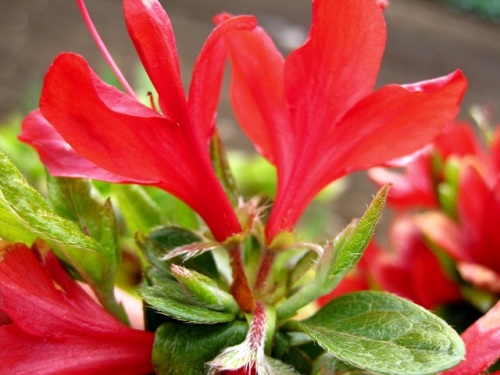 ツツジの花 一重咲きと二重咲き 気になって花のつくりを調べてみました 二重咲きの外側の花冠は 萼片が変化したものなのでしょうか しろうと自然科学者の自然観察日記 楽天ブログ