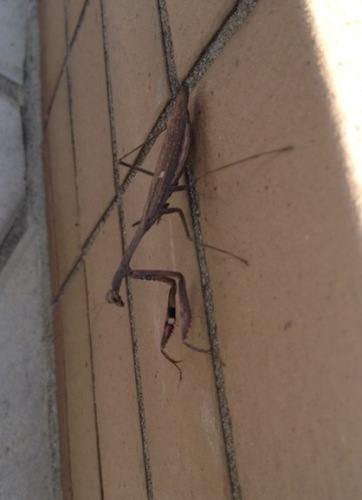 かっこいいカマキリ 空気の空 楽天ブログ