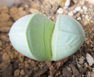 多肉植物のリトープスですが大きさがびっくりです 狭い庭を花いっぱいにする育て方 楽天ブログ