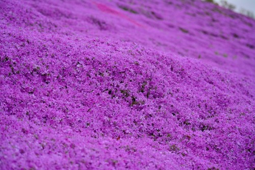 DSC_0734.jpg