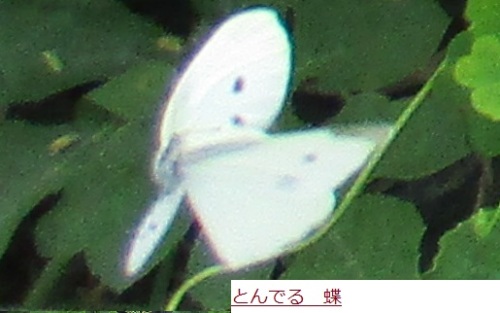 モンシロチョウ 空をとぶのも 大変だなあ ココナッツ おべんきょうその06 はた坊のブログ 家庭菜園を始めて17年目に 9月からは菜園に専念に なりました 楽天ブログ