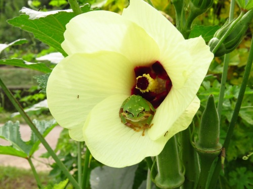 畑 オクラの花にアマガエル ジャガイモを植える 写真なし 14 09 02 大分金太郎の花鳥蝶月 楽天ブログ