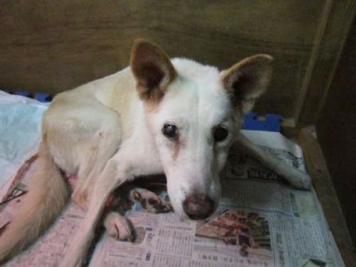 老衰を考える 老犬ホーム 運営日記 楽天ブログ