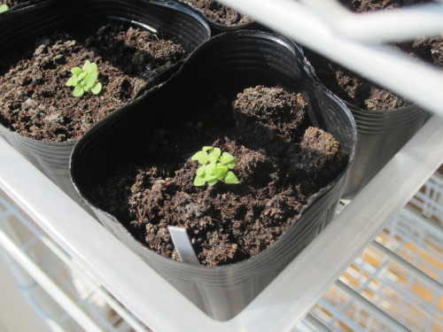 種蒔き スウィーツボックス ペチュニア バコパ 発芽 種まきとガーデニング 楽天ブログ