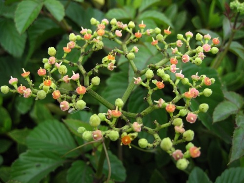 ヤブガラシの花を見かけるようになり 初めて花のつくりを観察できました 薄緑色の花びら4枚 雄しべ4本 橙色の花盤の中央に黄色い雌しべが1本あります しろうと自然科学者の自然観察日記 楽天ブログ