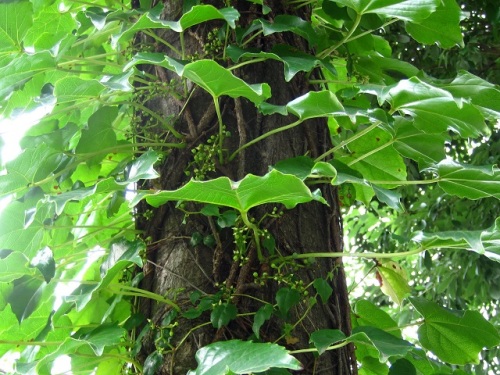 ツタの花を初めて見つけました ブドウ科の植物なので ノブドウやヤブカラシと同じ雄性先熟で 花の形も似ています しろうと自然科学者の自然観察日記 楽天ブログ