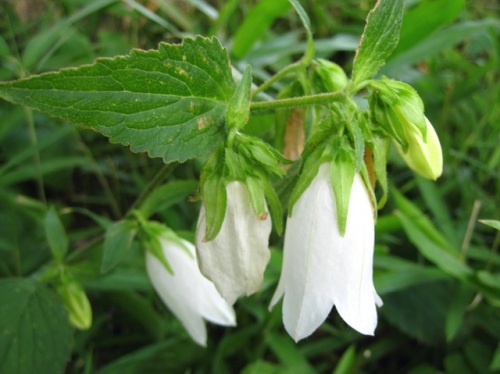 ホタルブクロの花が目立つ季節になりました ヤマホタルブクロとの違いは ホタルブクロの萼の裂片の間に付属片があって それが上にそり返っていることです しろうと自然科学者の自然観察日記 楽天ブログ