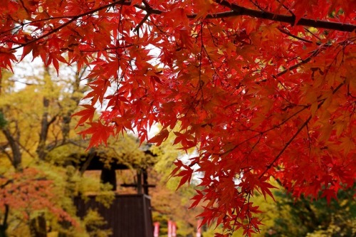 真田丸 イベントのご案内です 上田城の紅葉 幸せに日向ぼっこ 楽天ブログ