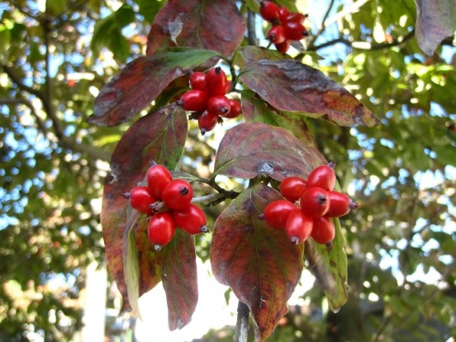 ハナミズキの赤い実が目立つようになりました 今年も 昨年同様に赤い実が多いようです ハナミズキは 花 緑の葉 紅葉 赤い実でと 何度も楽しめる木です しろうと自然科学者の自然観察日記 楽天ブログ