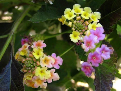 ランタナの花 東伊豆での自然観察 その3 和名はシチヘンゲ 七変化 で花の色が次第に変化することに由来するそうです しろうと自然科学者の自然観察日記 楽天ブログ