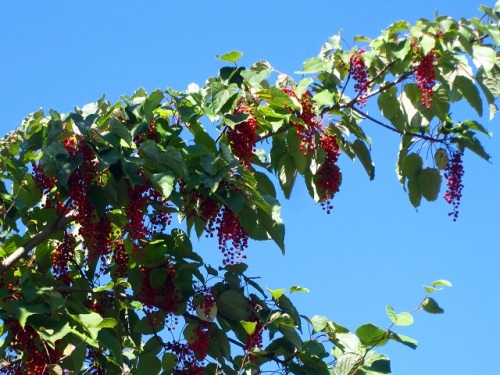 昭和記念公園の秋の赤い実といえば 何といってもイイギリの実です イイギリの大木に赤い実が鈴なりになっています しろうと自然科学者の自然観察日記 楽天ブログ