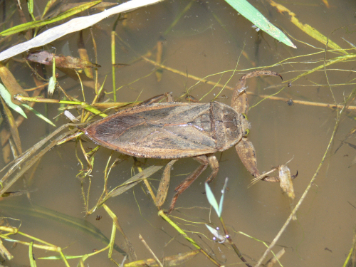 タガメとタイコウチ ヤ ン パ の ク ニ ャ ン に ょ 楽天ブログ