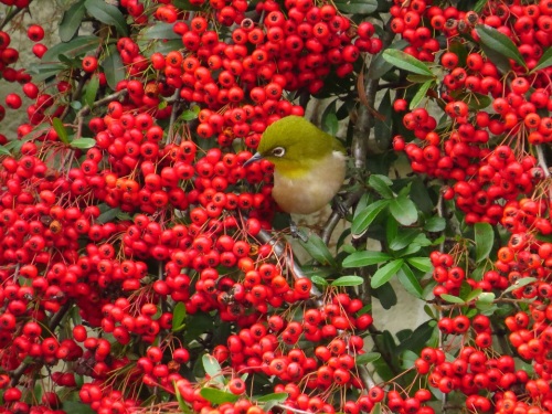 メジロがピラカンサスの実を食べるとは知らなかった 14 02 19 大分金太郎の花鳥蝶月 楽天ブログ