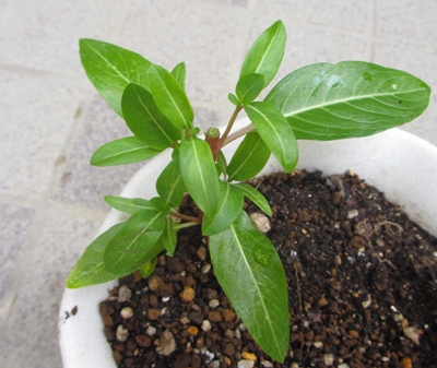 日々草の摘心と挿し木の仕方 狭い庭を花いっぱいにする育て方 楽天ブログ