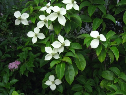 ヤマボウシの花が咲いています 白い花びらのように見えるのは 総苞片です 一つの小さな花には 4枚の花びら 4本の雄蕊 真ん中に雌蕊があります しろうと自然科学者の自然観察日記 楽天ブログ