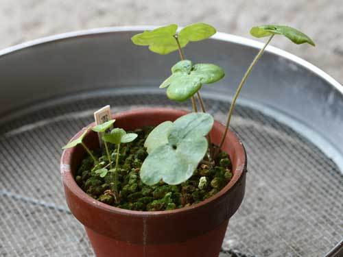 雪割草 根伏せ株の植替え 雪割草のはな便り ブログ編 楽天ブログ